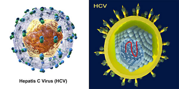 Hepatis C Virus