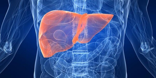Печень человека