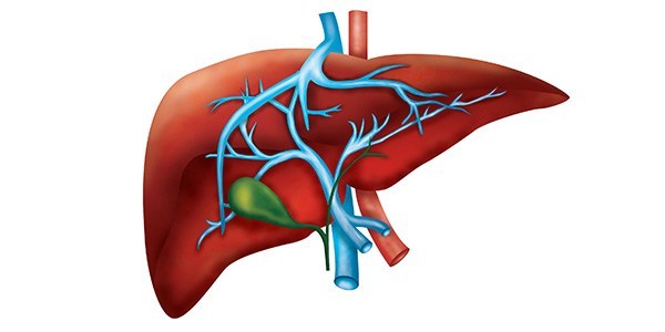 Строение печени