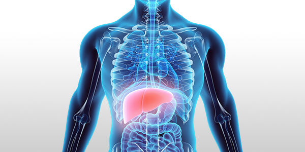 Здоровая печень